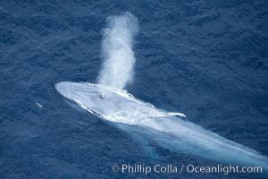 Blue whale, exhaling in a huge blow as it swims at the surface between deep dives.  The blue whale's blow is a combination of water spray from around its blowhole and condensation from its warm breath, Balaenoptera musculus, La Jolla, California