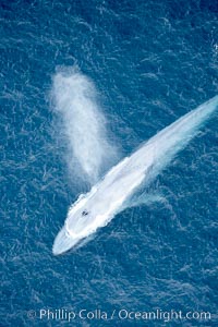 Blue whale, exhaling in a huge blow as it swims at the surface between deep dives.  The blue whale's blow is a combination of water spray from around its blowhole and condensation from its warm breath, Balaenoptera musculus, La Jolla, California