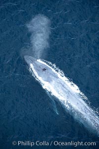 Blue whale, exhaling in a huge blow as it swims at the surface between deep dives.  The blue whale's blow is a combination of water spray from around its blowhole and condensation from its warm breath, Balaenoptera musculus, La Jolla, California