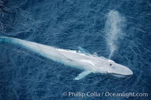 Blue whale, exhaling in a huge blow as it swims at the surface between deep dives.  The blue whale's blow is a combination of water spray from around its blowhole and condensation from its warm breath, Balaenoptera musculus, La Jolla, California