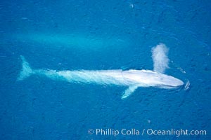 Blue whale, exhaling in a huge blow as it swims at the surface between deep dives.  The blue whale's blow is a combination of water spray from around its blowhole and condensation from its warm breath. La Jolla, California, USA, Balaenoptera musculus, natural history stock photograph, photo id 21274