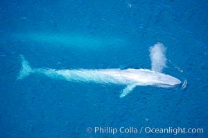 Blue whale, exhaling in a huge blow as it swims at the surface between deep dives.  The blue whale's blow is a combination of water spray from around its blowhole and condensation from its warm breath, Balaenoptera musculus, La Jolla, California