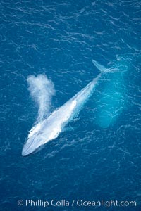 Blue whale, exhaling in a huge blow as it swims at the surface between deep dives.  The blue whale's blow is a combination of water spray from around its blowhole and condensation from its warm breath, Balaenoptera musculus, La Jolla, California