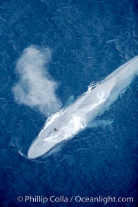 Blue whale, exhaling in a huge blow as it swims at the surface between deep dives.  The blue whale's blow is a combination of water spray from around its blowhole and condensation from its warm breath, Balaenoptera musculus, La Jolla, California