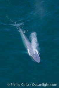 Blue whale, exhaling as it surfaces from a dive, aerial photo.  The blue whale is the largest animal ever to have lived on Earth, exceeding 100' in length and 200 tons in weight, Balaenoptera musculus, Redondo Beach, California