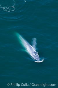 Blue whale, exhaling as it surfaces from a dive, aerial photo.  The blue whale is the largest animal ever to have lived on Earth, exceeding 100' in length and 200 tons in weight, Balaenoptera musculus, Redondo Beach, California