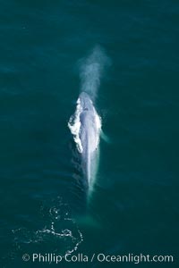 Blue whale, exhaling as it surfaces from a dive, aerial photo.  The blue whale is the largest animal ever to have lived on Earth, exceeding 100' in length and 200 tons in weight. Redondo Beach, California, USA, Balaenoptera musculus, natural history stock photograph, photo id 25970