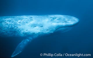 Blue whale with remora, Balaenoptera musculus