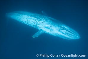 Blue whale, Balaenoptera musculus