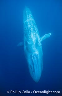 Underwater photo of a blue whale, Balaenoptera musculus, the largest animal ever to inhabit earth, swims through the open ocean, in this underwater photograph.