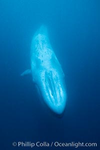 Blue whale with remora, Balaenoptera musculus