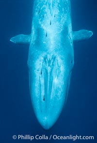 Blue whale with remora, Balaenoptera musculus
