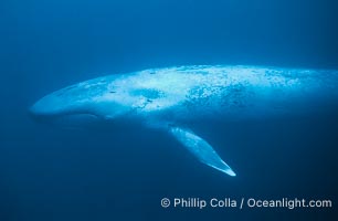 Blue whale, Balaenoptera musculus