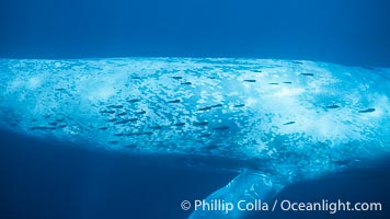 Blue whale underwater, with many remoras stuck to the dorsal flank of the huge whale.  These remora will eventually weaken and detach as the whale reaches colder northern waters.  Balaenoptera musculus.