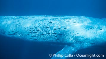 Blue whale dorsal flank and remora, Balaenoptera musculus