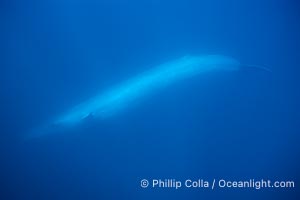 Blue whale, Balaenoptera musculus
