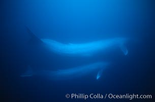 An underwater photo of two blue whales, likely a mother with calf or subadult. Blue whale calves will accompany their mothers for approximately a year before being weaned. Female blue whales are larger than males, an adaptation enabling a mother to cope with the physical demands of calving and nursing.