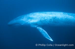 Blue whale, Balaenoptera musculus