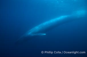 Blue whale, Balaenoptera musculus