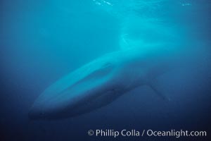 Blue whale, the largest animal ever to inhabit earth, swims through the open ocean, underwater view, Balaenoptera musculus