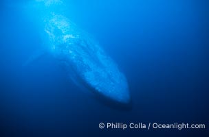Blue whale, Baja California, Balaenoptera musculus