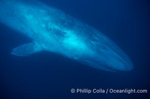 Blue whale, the large animal ever to live on earth, underwater view in the open ocean, Balaenoptera musculus