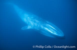 A huge blue whale swims through the open ocean in this underwater photograph.  The blue whale is the largest animal ever to live on Earth, Balaenoptera musculus