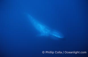 Blue whale, Baja California, Balaenoptera musculus
