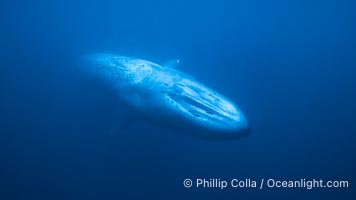 Blue whale, Balaenoptera musculus, San Diego, California