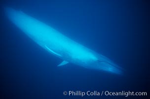 Blue whale, the largest animal ever to live on earth, underwater view in the open ocean. Balaenoptera musculus.