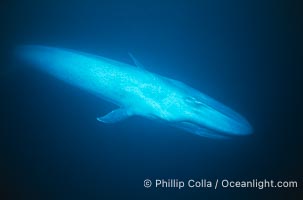 Blue whale, Baja California, Balaenoptera musculus