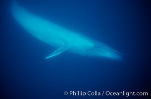 Blue whale, Baja California, Balaenoptera musculus