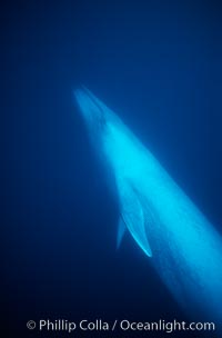 Blue whale underwater, Baja California.