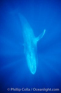 Image 05815, Blue whale, the large animal ever to live on earth, underwater view in the open ocean., Balaenoptera musculus, Phillip Colla, all rights reserved worldwide. Keywords: animal, balaenoptera, balaenoptera musculus, balaenopteridae, baleine bleue, ballena azul, big, blue rorqual, blue whale, cetacea, cetacean, creature, endangered, endangered threatened species, enormous, great blue whale, great northern rorqual, huge, large, mammal, marine, marine mammal, musculus, mysticete, mysticeti, nature, ocean, pacific, pacific ocean, rorqual, rorqual bleu, sea, sibbald's rorqual, sulphur bottom whale, threatened, underwater, whale, wild, wildlife.