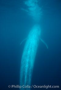 Blue whale, Baja California, Balaenoptera musculus