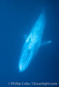 Blue whale, the large animal ever to live on earth, underwater view in the open ocean, Balaenoptera musculus