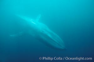 Blue whale, the large animal ever to live on earth, underwater view in the open ocean, Balaenoptera musculus