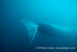 Blue whale, Baja California, Balaenoptera musculus