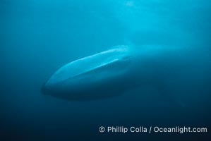 Blue whale, Baja California, Balaenoptera musculus