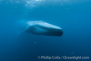 Blue whale underwater closeup photo.  This incredible picture of a blue whale, the largest animal ever to inhabit earth, shows it swimming through the open ocean, a rare underwater view.  Over 80' long and just a few feet from the camera, an extremely wide lens was used to photograph the entire enormous whale, Balaenoptera musculus