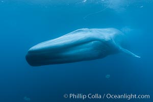 Blue whale underwater closeup photo.  This incredible picture of a blue whale, the largest animal ever to inhabit earth, shows it swimming through the open ocean, a rare underwater view.  Over 80' long and just a few feet from the camera, an extremely wide lens was used to photograph the entire enormous whale, Balaenoptera musculus