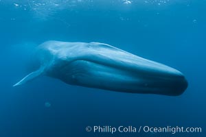 Blue whale underwater closeup photo.  This incredible picture of a blue whale, the largest animal ever to inhabit earth, shows it swimming through the open ocean, a rare underwater view.  Over 80' long and just a few feet from the camera, an extremely wide lens was used to photograph the entire enormous whale, Balaenoptera musculus