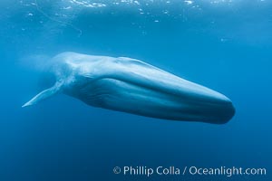 Blue whale underwater closeup photo.  This incredible picture of a blue whale, the largest animal ever to inhabit earth, shows it swimming through the open ocean, a rare underwater view.  Over 80' long and just a few feet from the camera, an extremely wide lens was used to photograph the entire enormous whale, Balaenoptera musculus