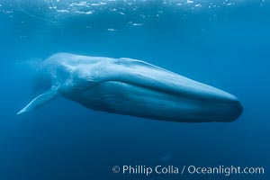 Blue whale underwater closeup photo.  This picture of a blue whale, the largest animal ever to inhabit earth, shows it swimming through the open ocean, a rare underwater view.  Since this blue whale was approximately 80-90' long and just a few feet from the camera, an extremely wide lens was used to photograph the entire enormous whale, Balaenoptera musculus