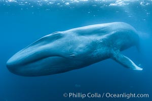 Blue whale underwater photo showing entire whale head (rostrum) to tail (fluke).  This picture of a blue whale shows it swimming through the open ocean, a rare underwater view.  Specialized underwater camera gear, including an extremely wide lens, was used to capture the entire enormous whale in a single photograph, Balaenoptera musculus