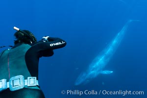 Blue whale underwater closeup photo.  This incredible picture of a blue whale, the largest animal ever to inhabit earth, shows it swimming through the open ocean, a rare underwater view.  Over 80' long and just a few feet from the camera, an extremely wide lens was used to photograph the entire enormous whale, Balaenoptera musculus