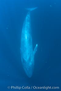 Blue whale underwater closeup photo.  This incredible picture of a blue whale, the largest animal ever to inhabit earth, shows it swimming through the open ocean, a rare underwater view.  Over 80' long and just a few feet from the camera, an extremely wide lens was used to photograph the entire enormous whale, Balaenoptera musculus