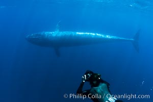 Blue whale underwater closeup photo.  This incredible picture of a blue whale, the largest animal ever to inhabit earth, shows it swimming through the open ocean, a rare underwater view.  Over 80' long and just a few feet from the camera, an extremely wide lens was used to photograph the entire enormous whale, Balaenoptera musculus