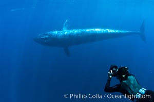 Blue whale underwater closeup photo.  This incredible picture of a blue whale, the largest animal ever to inhabit earth, shows it swimming through the open ocean, a rare underwater view.  Over 80' long and just a few feet from the camera, an extremely wide lens was used to photograph the entire enormous whale, Balaenoptera musculus