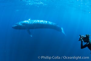 Blue whale underwater closeup photo.  This incredible picture of a blue whale, the largest animal ever to inhabit earth, shows it swimming through the open ocean, a rare underwater view.  Over 80' long and just a few feet from the camera, an extremely wide lens was used to photograph the entire enormous whale, Balaenoptera musculus